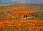 Explore Antelope Valley California Poppy Reserve, California
