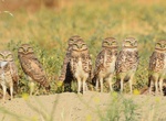 See Burrowing Owl around Salton Sea, California