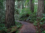 Hike Lady Bird Johnson Grove Trail, Redwood National Park, California