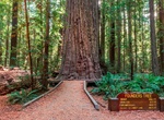 Hike Founders Grove Loop Trail, Humboldt Redwoods State Park, California