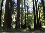 Explore Mailliard Redwoods State Natural Reserve, Yorkville, California