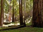 Explore Montgomery Woods State Natural Reserve, California