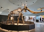 Visit La Brea Tar Pits and Museum, Los Angeles, California