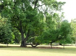 See Five-Dollar Tree (Tembusu Heritage Tree), Singapore Botanic Gardens, Singapore