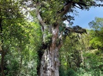 See Jōmon Sugi, Yakushima National Park, Japan