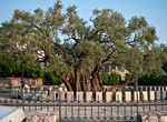 See Stara Maslina (Old Olive Tree), Stari Bar, Montenegro