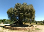 See Olive Tree of Mouchão, Abrantes, Portugal