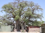 See Ombalantu Baobab Tree (Tree of Life), Namibia