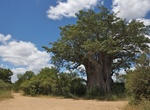See Glencoe Baobab, South Africa