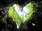 See Wilson's Stump, Yakushima Island, Japan