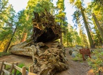 Visit Michigan Tree, Kings Canyon National Park, California