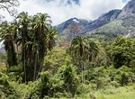 Explore Mount Mulanje Forest Reserve, Malawi