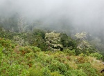 See Mulanje cedars (Widdringtonia whytei) on Mulanje Massif, Malawi