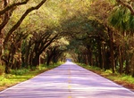 Drive or Walk through Banyan Tree Tunnel, Hobe Sound, Florida