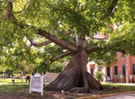 See The Kapok Tree, Key West, Florida