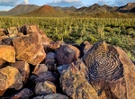 Hike Signal Hill Petroglyphs Trail, Saguaro National Park, Arizona