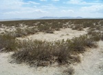 See King Clone Ring, Mojave Desert