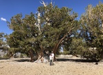 Hike Patriarch Grove, Ancient Bristlecone Pine Forest, California