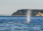 Go Whale Watching off Olympic National Park, Washington