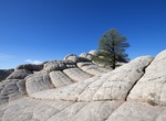 See Lone Tree, Vermilion Cliffs National Monument, Arizona