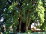 Visit Árbol del Tule (The Tree of Tule), Santa María del Tule, Oaxaca, Mexico