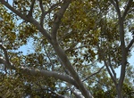 See Moreton Bay Fig Tree (Heritage Tree #5), Coronado, California