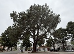 See Torrey Pine Tree (Heritage Tree #4) & Cronan Prak, Coronado, California