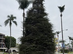 See Deodar Cedar Tree (Heritage Tree #9), Coronado, California