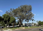 See Torrey Pine Tree (Heritage Tree #1), Coronado, California