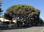 See Italian Stone Pine Trees (Heritage Tree #16 & 17), Coronado, California