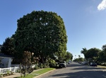 See Fern Pine Tree (Heritage Tree #6), Coronado, California
