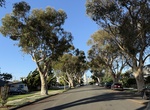 See Sugar Gum Tree (Heritage Tree #10), Coronado, California