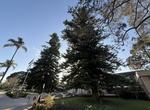 See Norfolk Island Pine Trees (Heritage Tree #12 & #13), Coronado, California