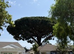 See Italian Stone Pine Tree (Heritage Tree #7), Coronado, California