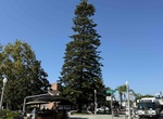 See Star Pine Tree (Heritage Tree #3) & Rotary Park, Coronado, California