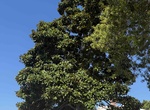 See Magnolia Grandiflora Tree (Heritage Tree #15), Coronado, California