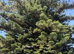 See Norfolk Island Pine Tree (Heritage Tree #11), Coronado, California
