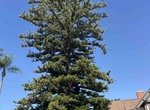 See Italian Stone Pine Tree (Heritage Tree #8), Coronado, California
