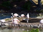 See Flamingos at Coronado Island Marriott Resort, Coronado, California