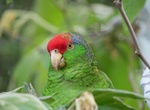 See Red-crowned Amazon Parrots (OB & Pt Loma Parrots), San Diego, California