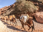 See Supai Mule Mail Train, Supai, Arizona