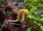 Explore Seahorse National Park, Eleuthera Island, Bahamas