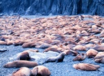 Visit Middleton Island, Alaska