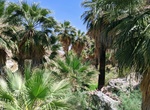 Hike Jane's Hoffbrau Oasis, Palm Springs, California