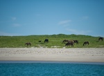 Visit Sable Island National Park Reserve, Nova Scotia, Canada