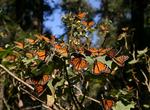 Visit Monarch Butterfly Biosphere Reserve, Mexico (UNESCO site)