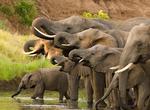 See African Elephants in the Wild