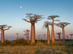 See Avenue of the Baobabs, Madagascar