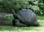 Visit Aldabra Atoll, Seychelles (UNESCO site)