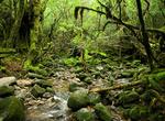 Explore Yakushima National Park, Japan (UNESCO site)